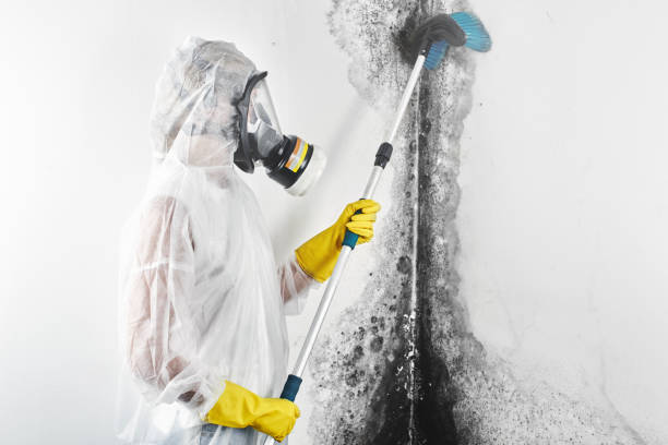 Best Mold Removal for HVAC Installations  in Belle Plaine, KS