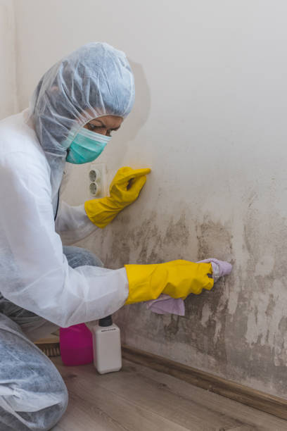 Best Commercial Mold Inspection  in Belle Plaine, KS