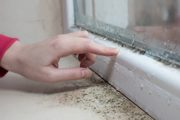Best Mold Removal for HVAC Installations  in Belle Plaine, KS